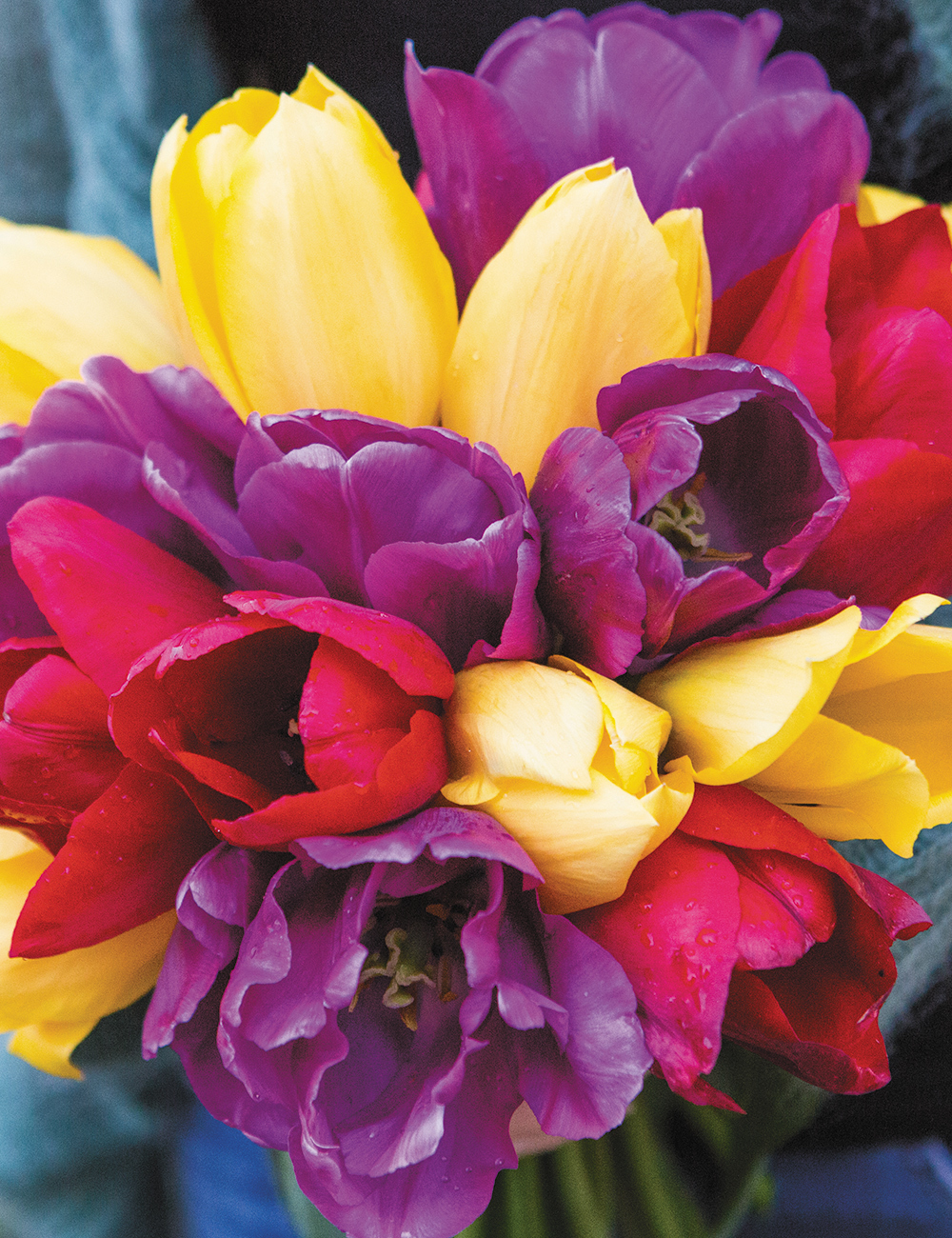 Tulip Colour Blend - Hot To Trot