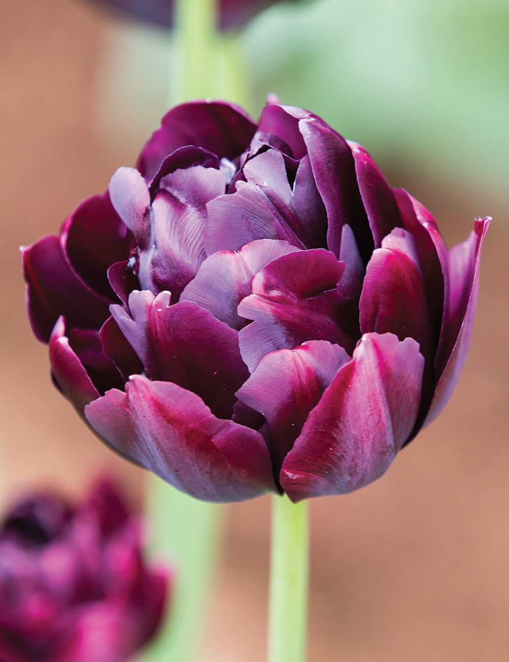 Double Tulip 'Black Hero'