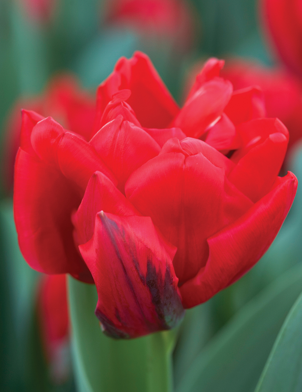 Double Tulip 'Largo'