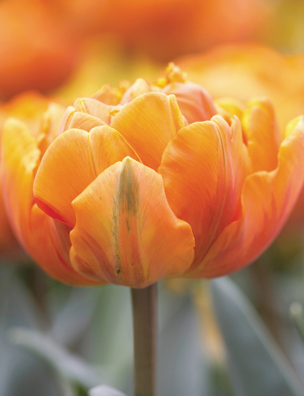 Double Tulip 'Orange Princess'