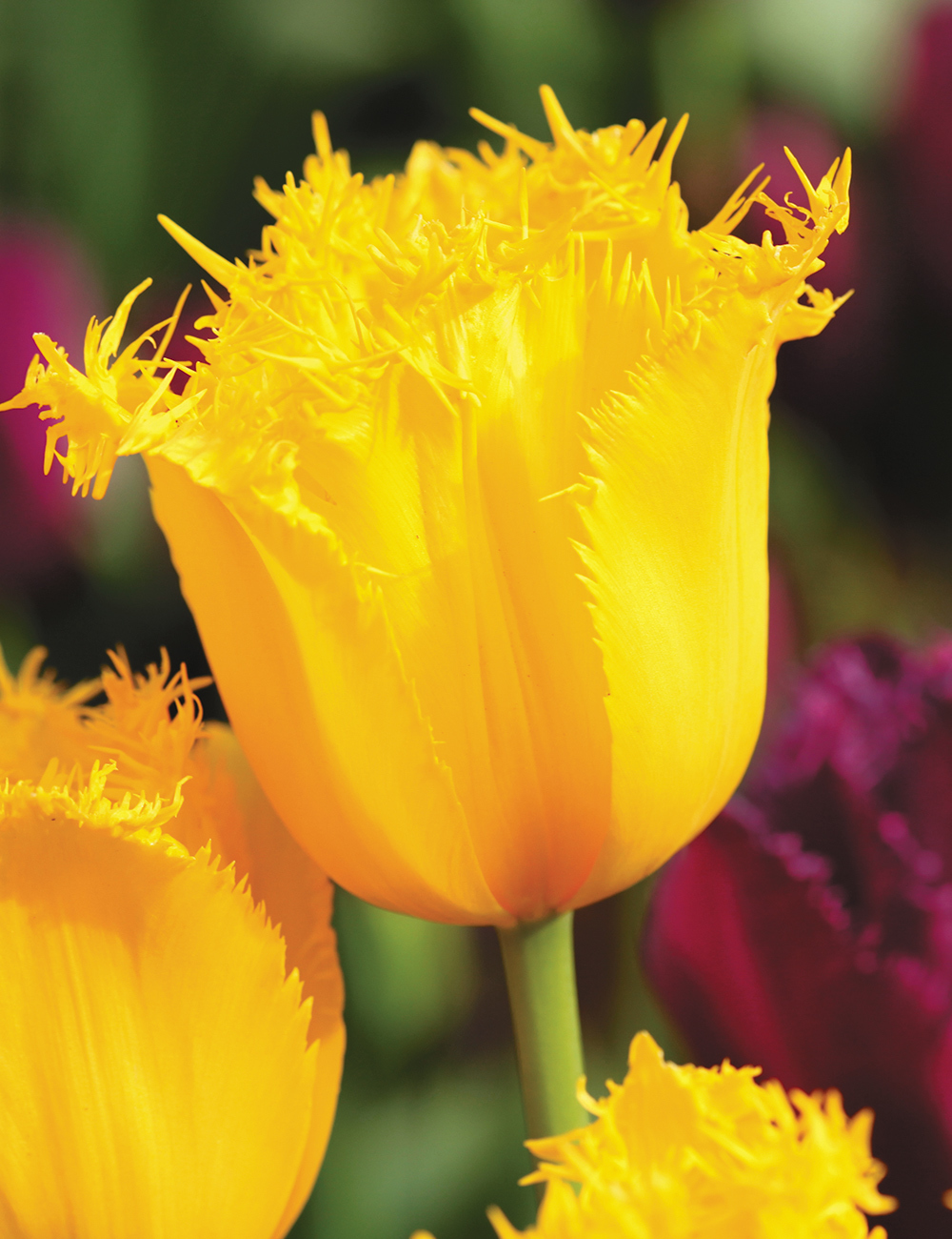 Fringed Tulips Hamilton