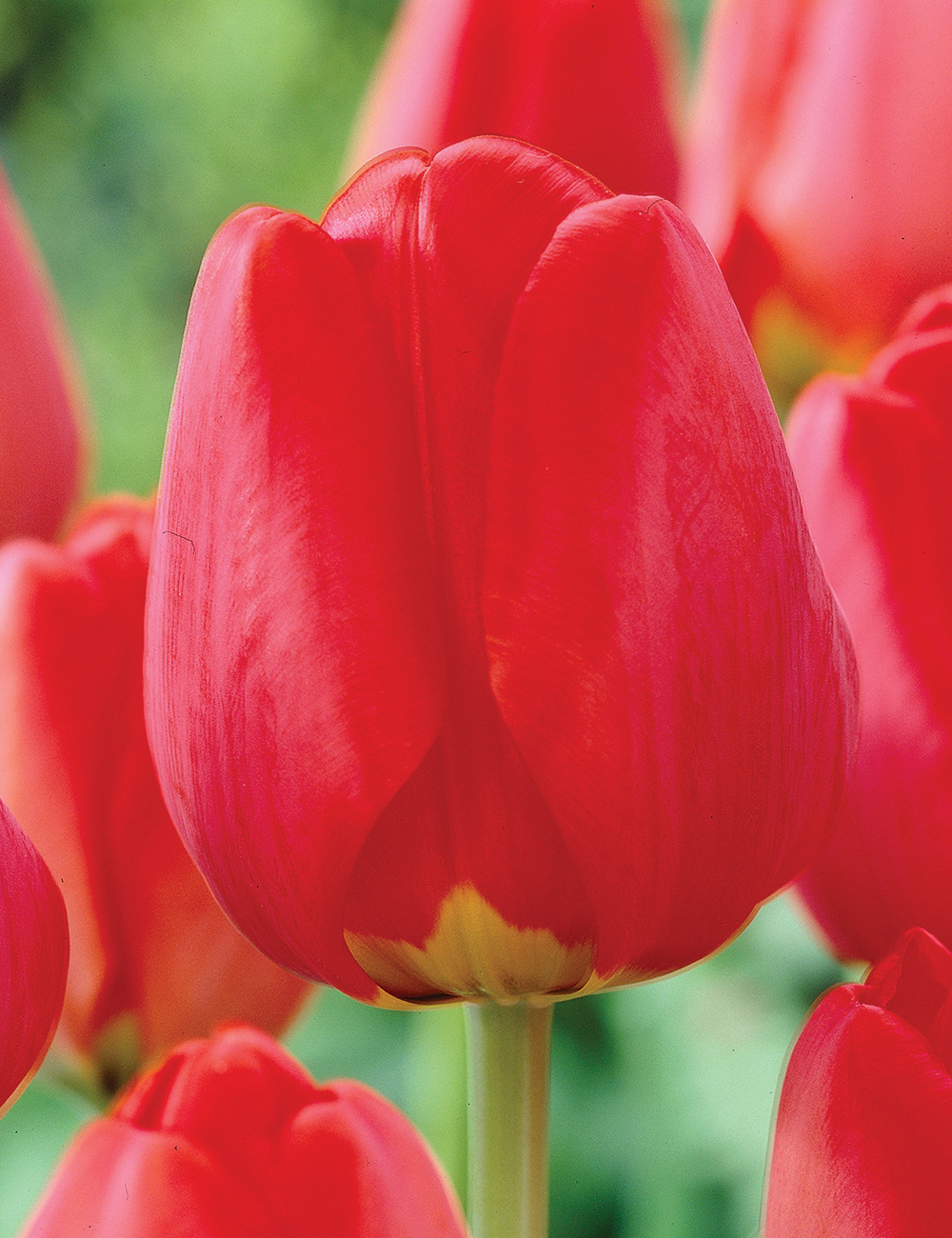 Tulip 'Apeldoorn'