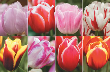 Tulips 'Eye Catching' Collection
