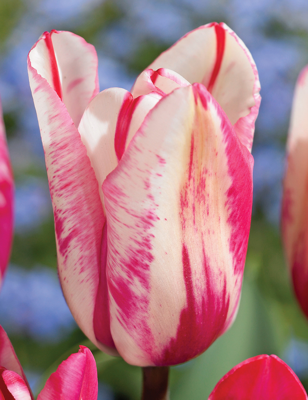 Tulip 'Flaming Kiss'