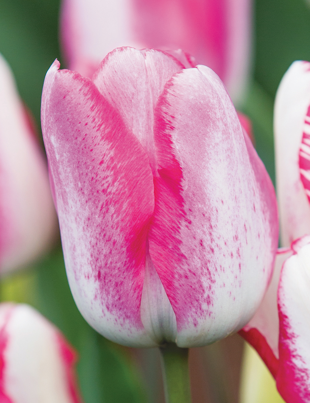 Tulip 'Playgirl'