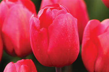 Tulip Semper Pink