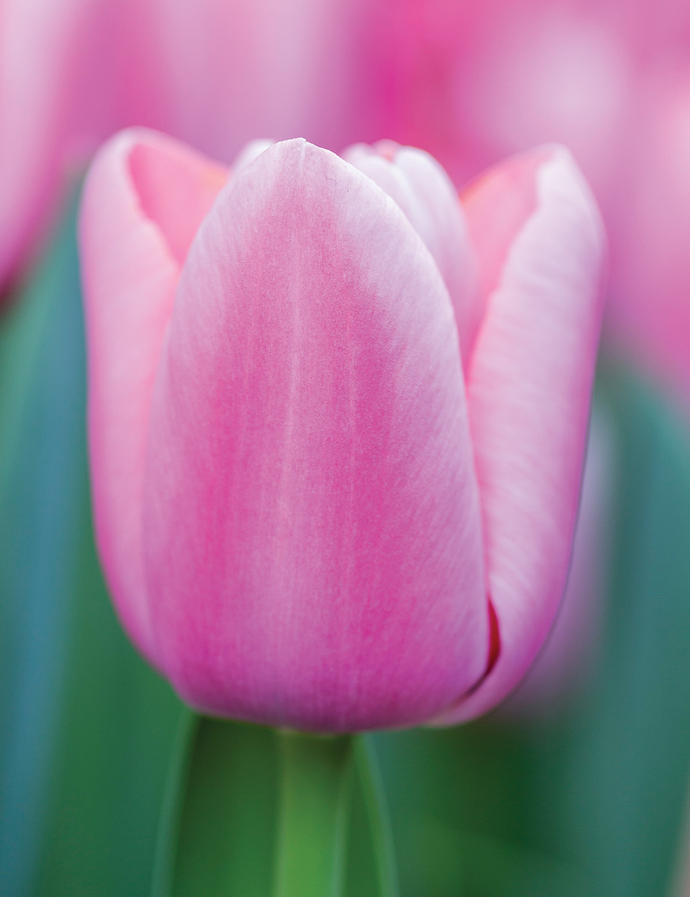 Tulip 'Tresor'