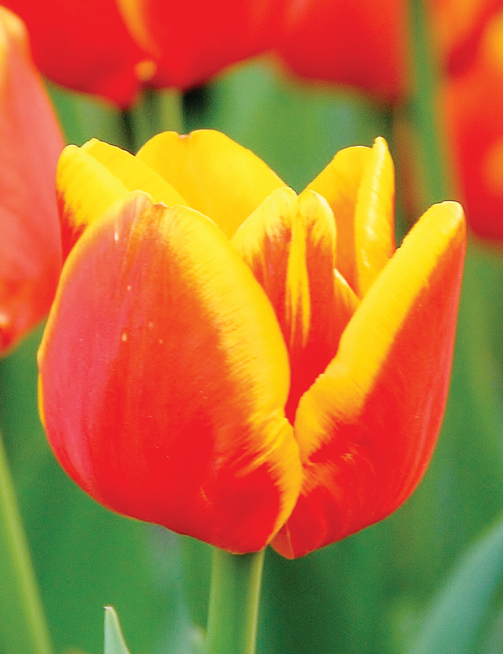 Tulip 'Sri Chinmoy'