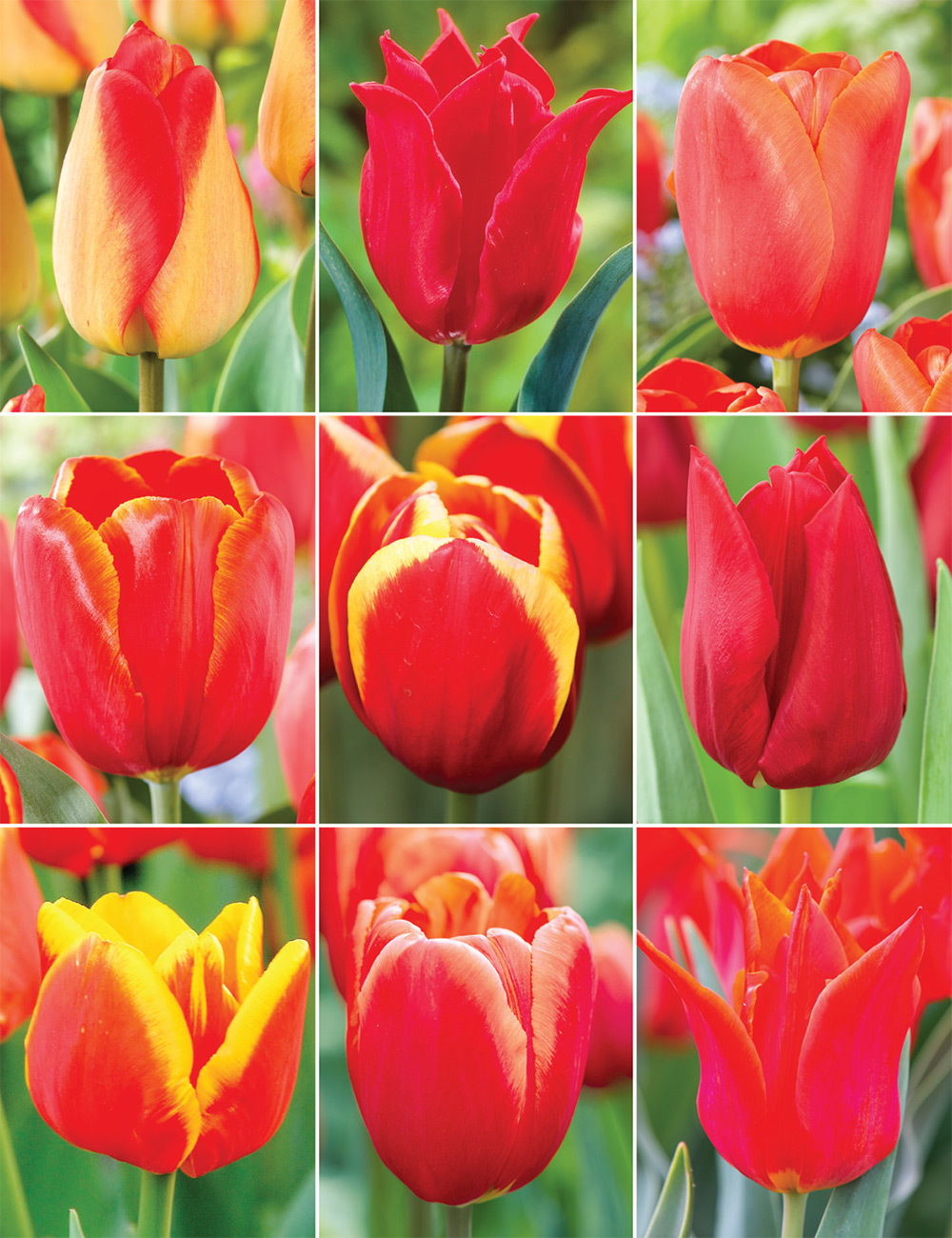Warm Coloured Tulips (reduced) Collection