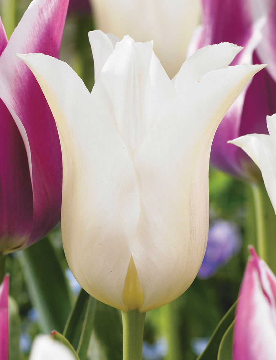 Lily Tulips Ballade White