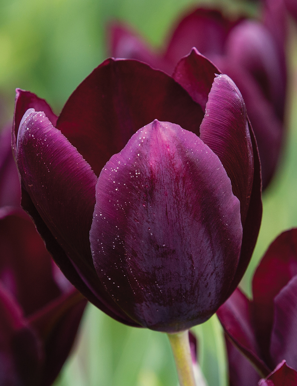 Monet Tulip 'Black Diamond'