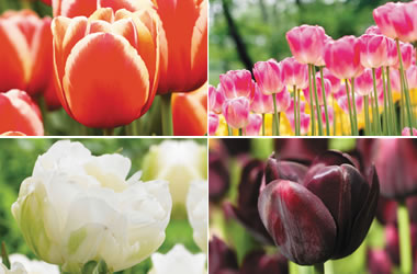 Country Style Monet Tulips Collection