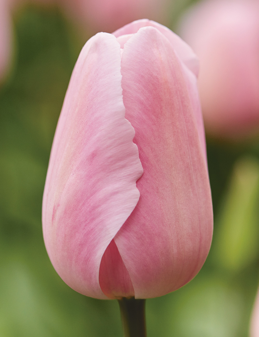Monet Tulip 'Pink'