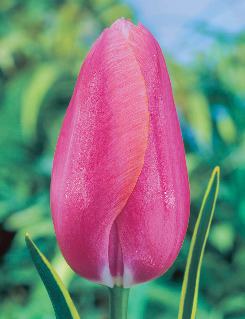 Monet Tulip 'Swarovski'