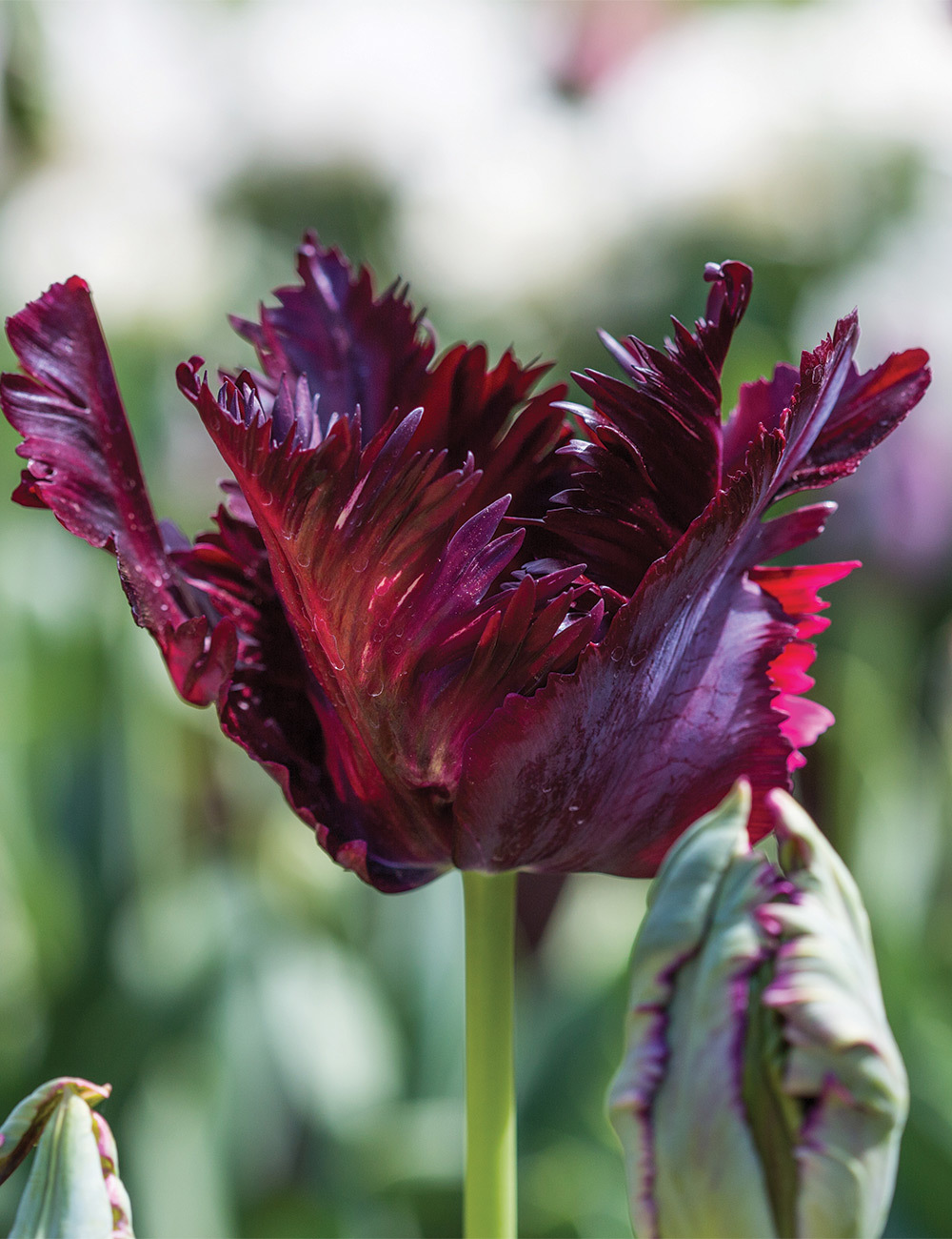 Parrot Tulip 'Black Parrot'