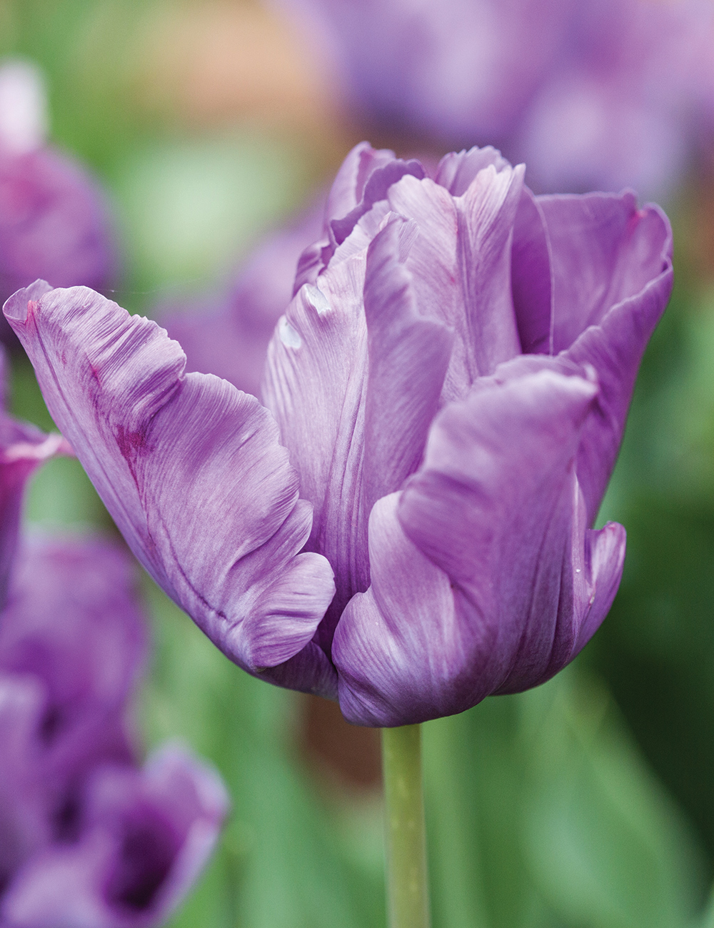 Parrot Tulip 'Blue Parrot'