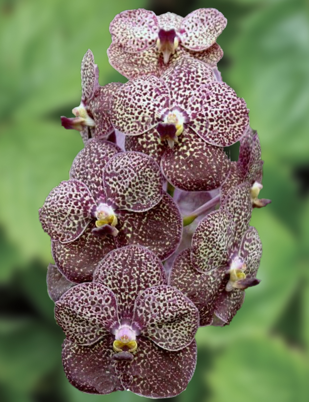 Vanda Orchid Kulwadee Fragrant