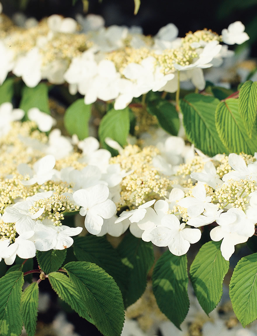 Viburnum Mariesii