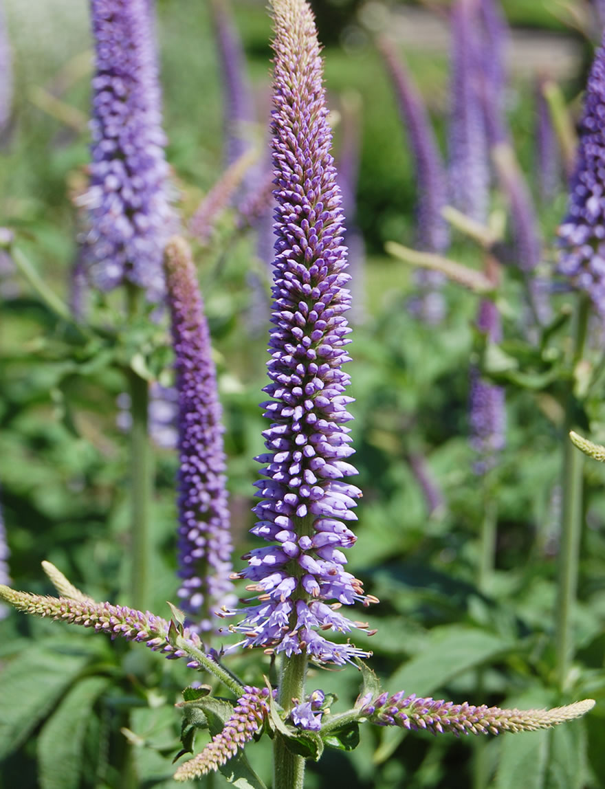 Siberian Culver's Root