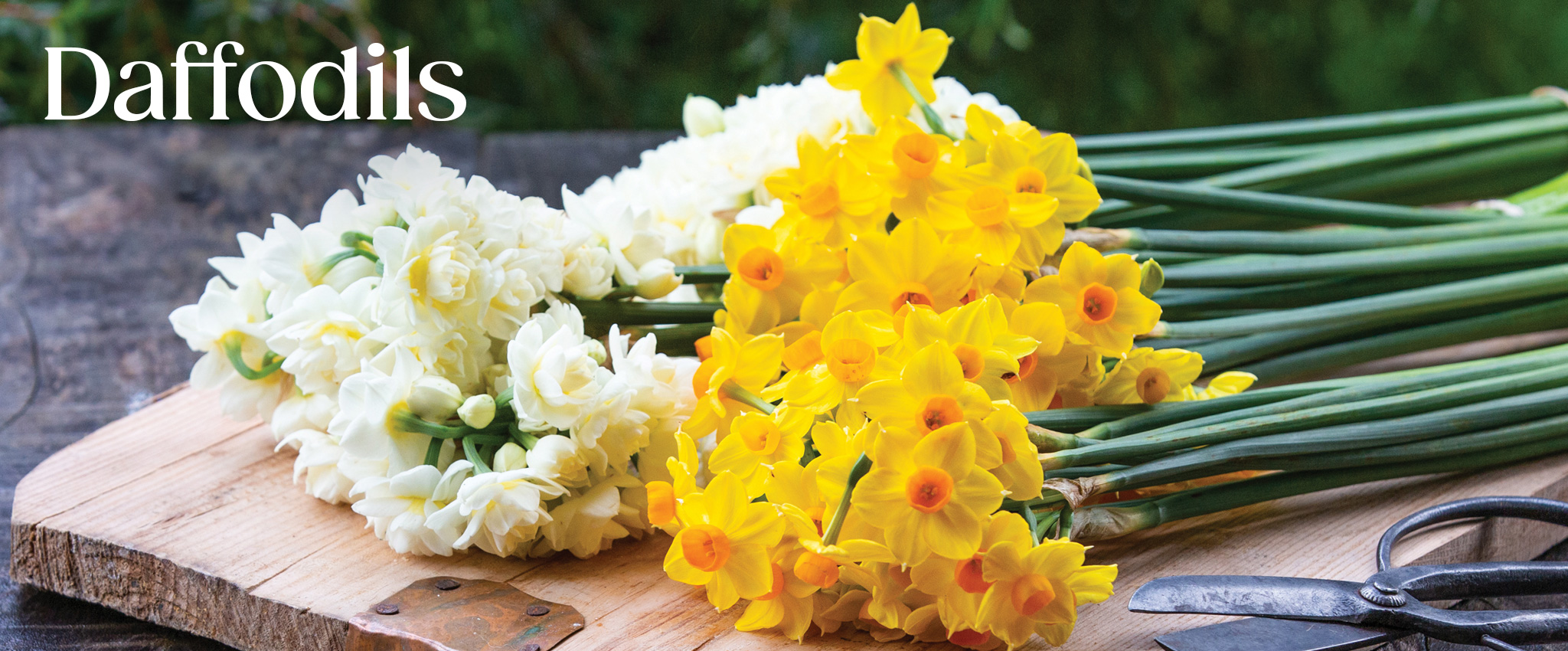 Daffodil Canvas Bag - Brown - Pomelo Fashion