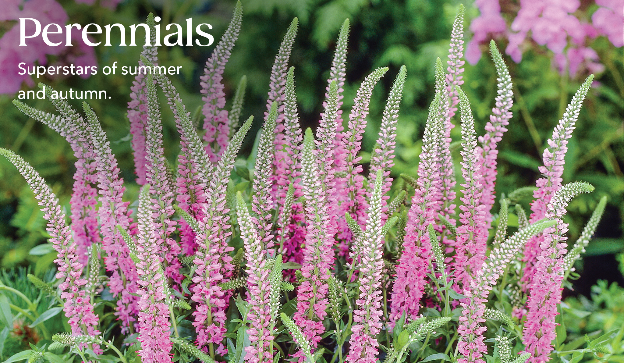 Home Page - Tesselaar