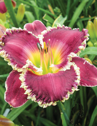 Wedding band daylily clearance
