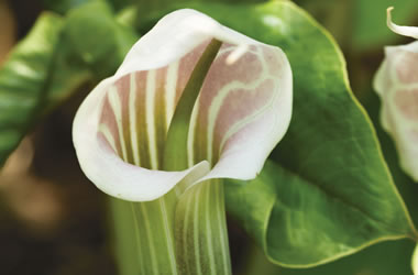 (7C) Pink Cobra Lily 'Pink'