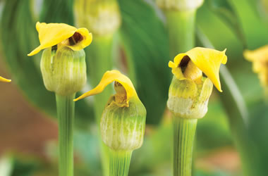 (31B) Ethiopian Cobra Lily