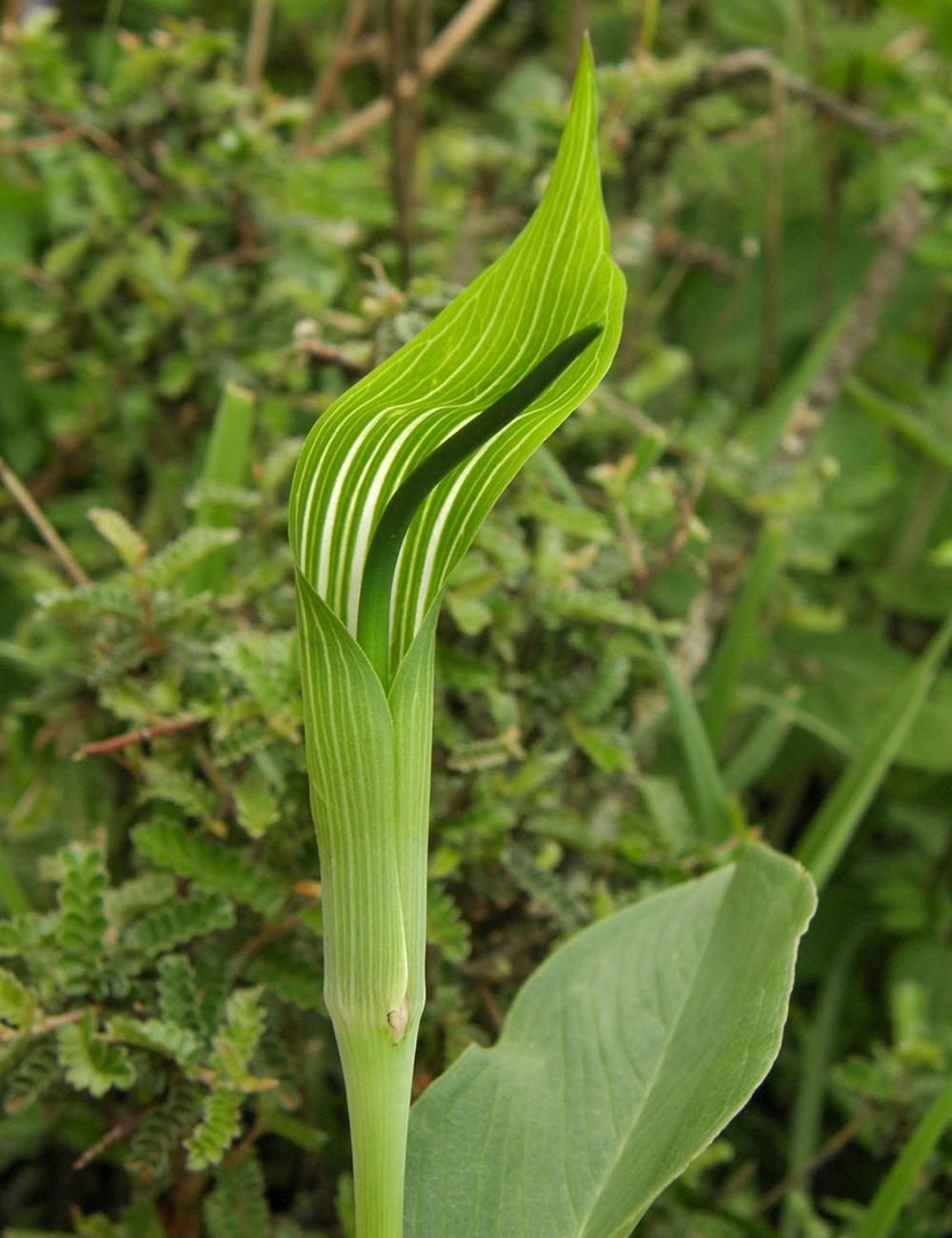 Arisaema Chinese Cobra Lily