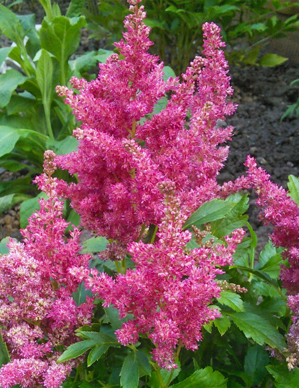 Dwarf Astilbe 'Fireberry'