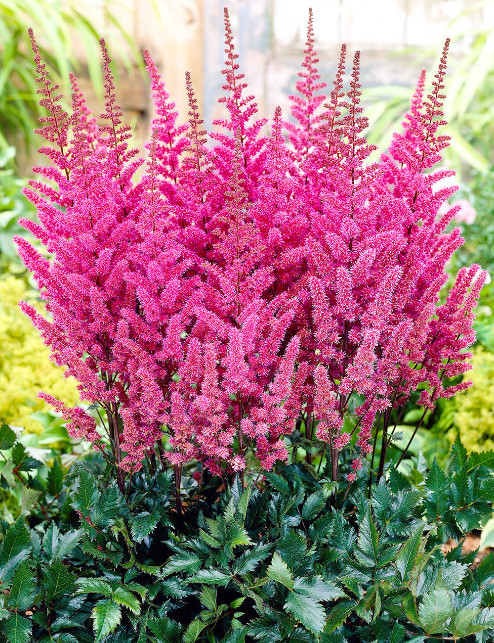 Astilbe Maggie Daley