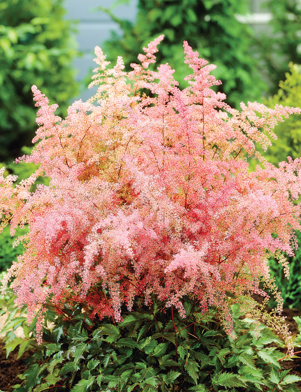 Astilbe 'Bronze Elegans'