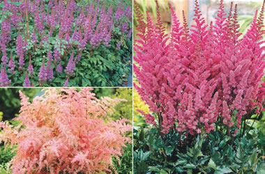Astilbe (reduced) Collection