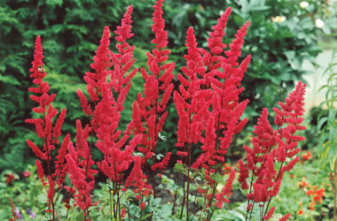 Astilbe Fanal