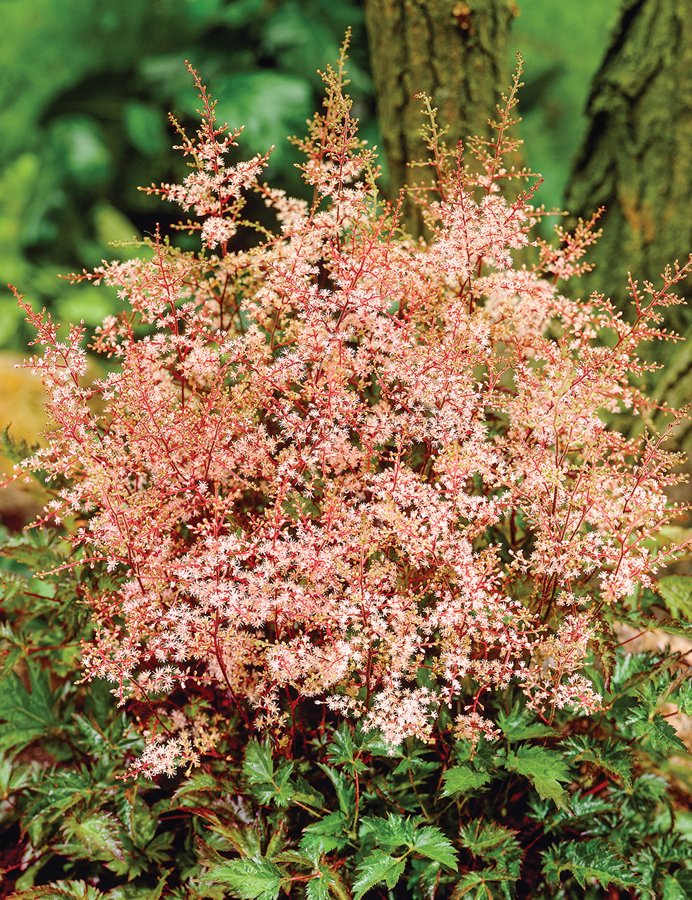 Astilbe Inshriach Pink