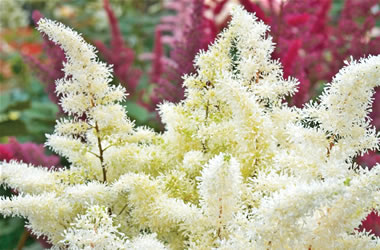 Astilbe Snowdrift