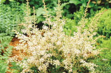 Astilbe Willie Buchanan