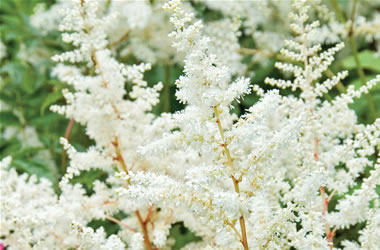 Astilbe Ellie