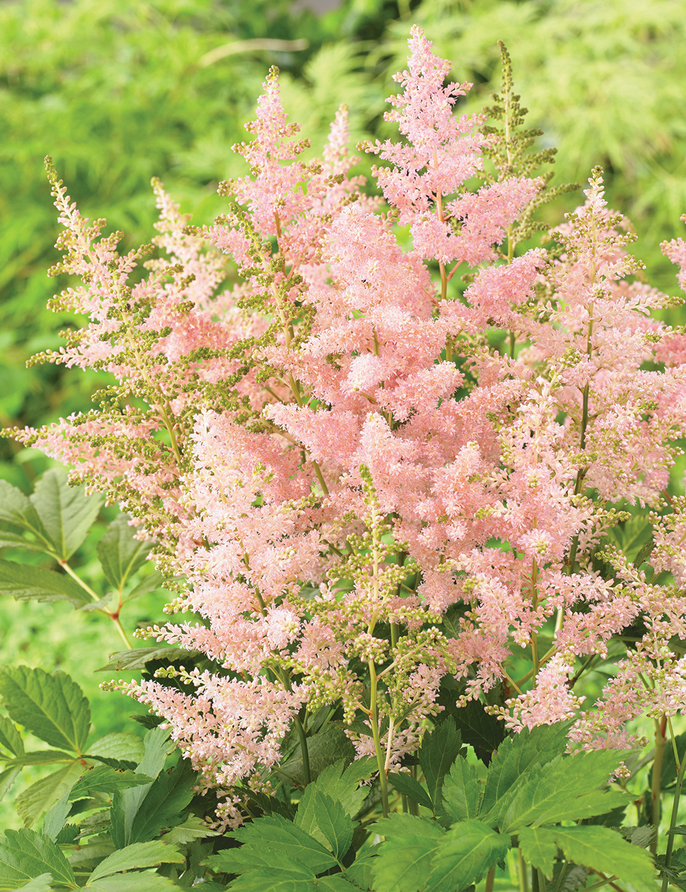 Astilbe 'Europa'