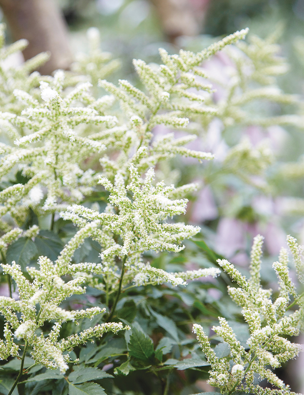 BULK BUY Astilbe Washington