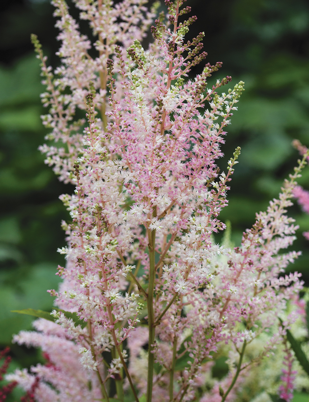 BULK BUY: Astilbe Peach Blossom