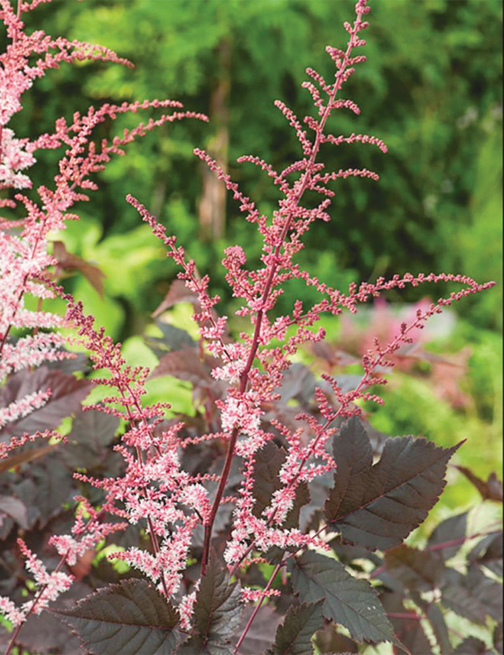 Astilbe 'Chocolate Shogun'