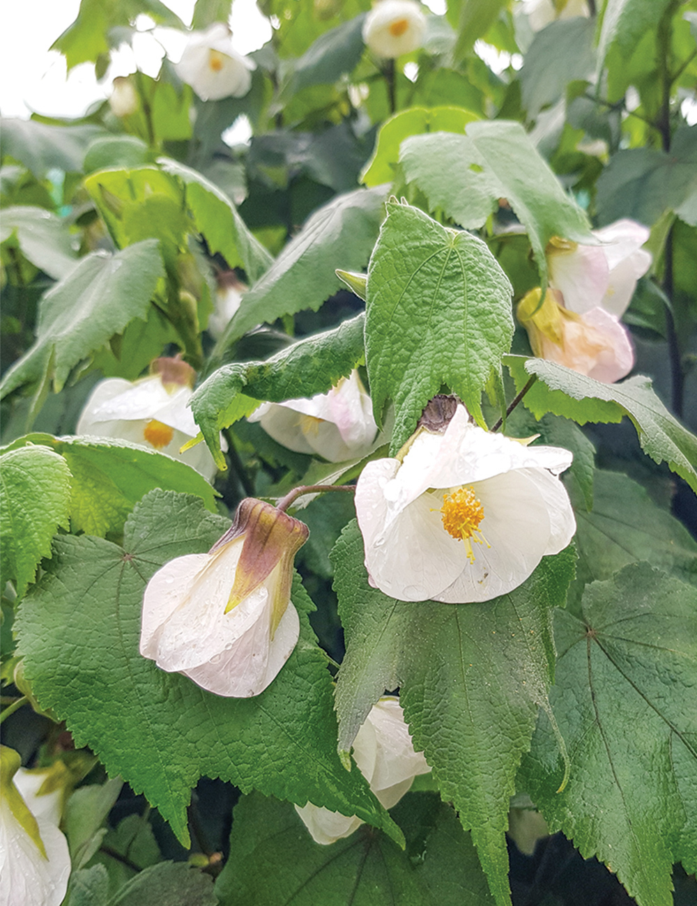 Abutilon 'Boule de Neige'