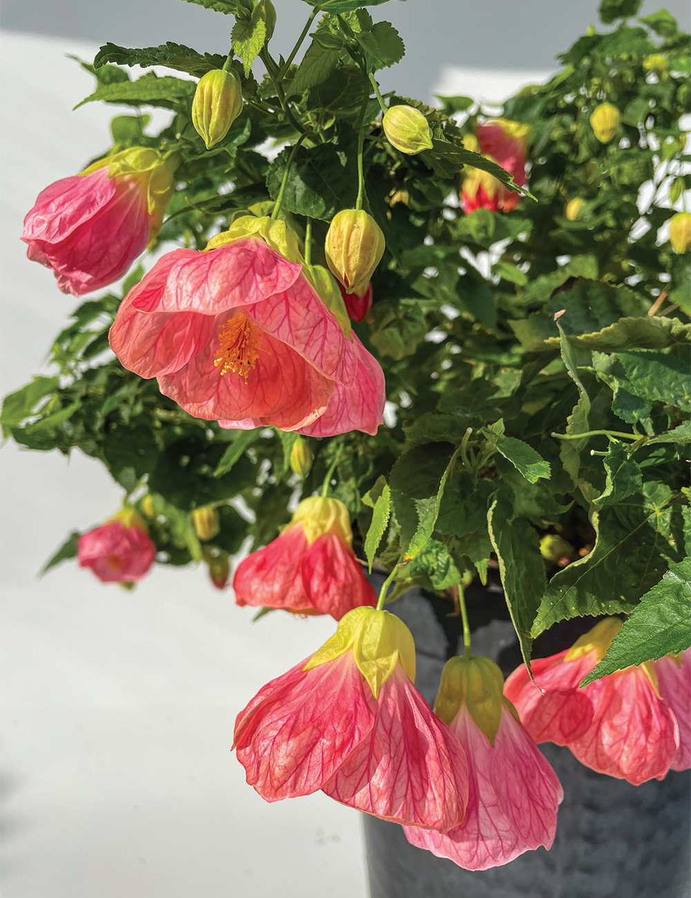 Chinese Lantern 'Lucky Lantern Pink'