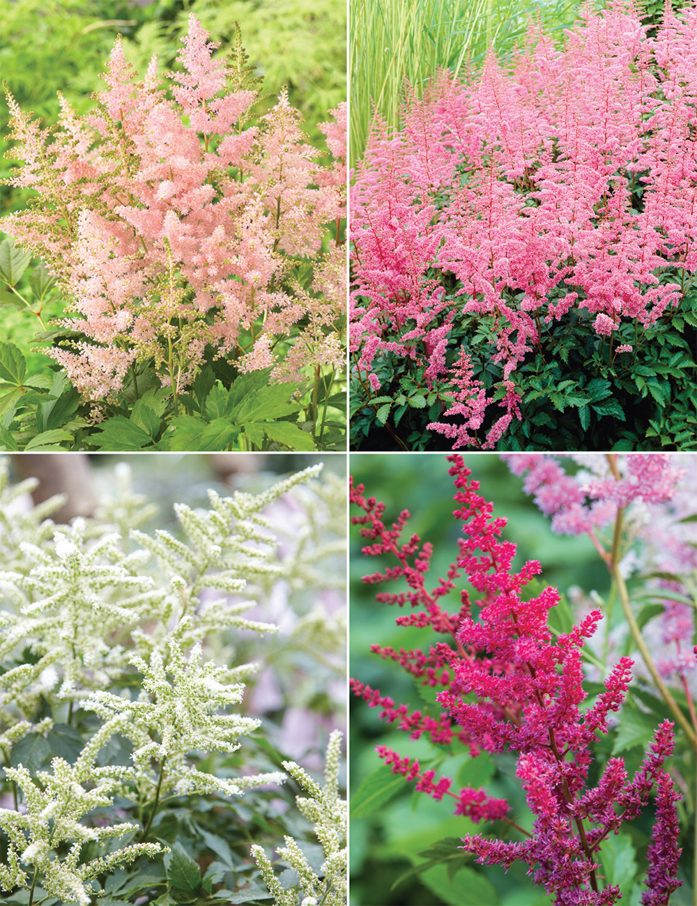 Astilbe (reduced) Collection