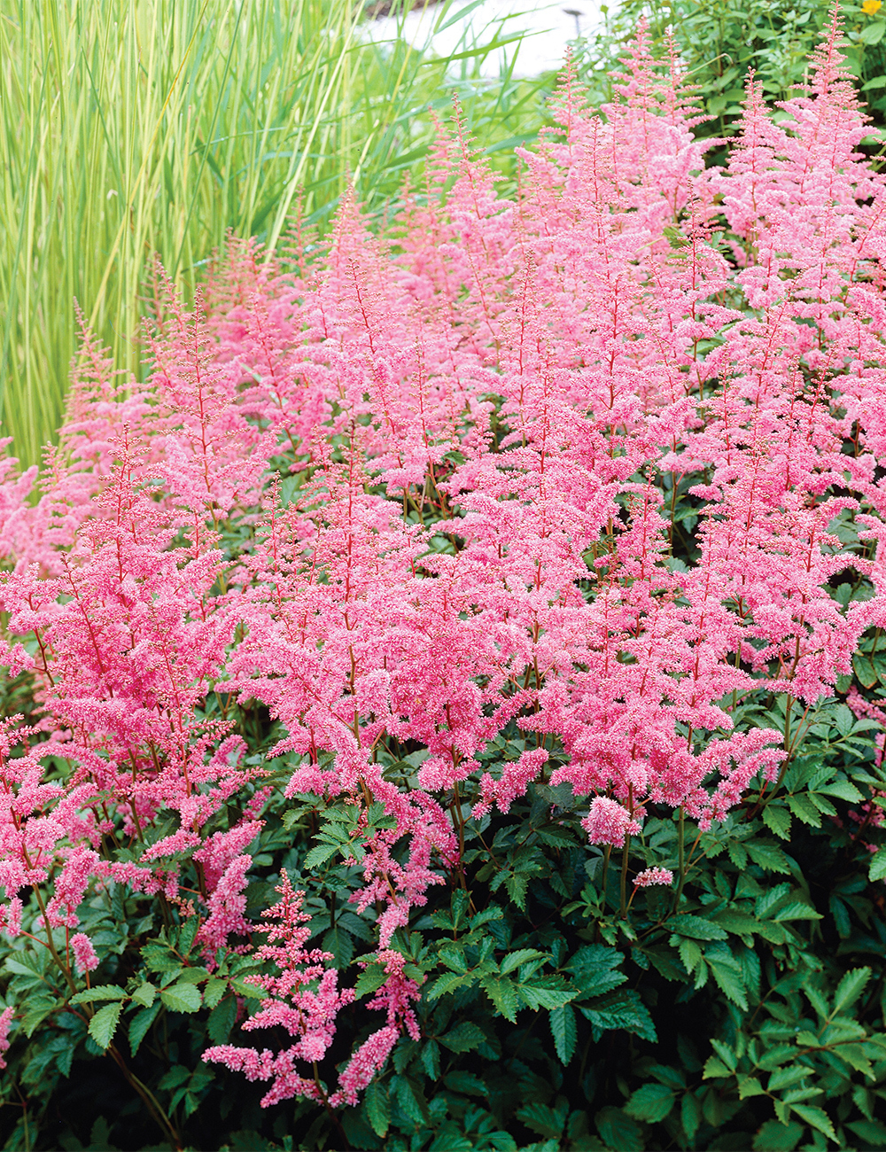 Astilbe 'Cattleya'