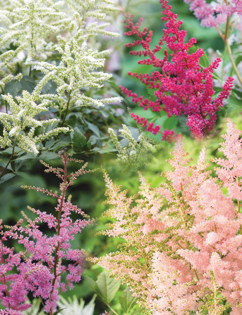 Astilbe Mixed