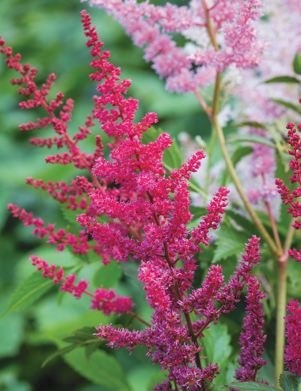 Astilbe 'Paul Gaarder'