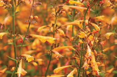 Agastache Apricot Sprite