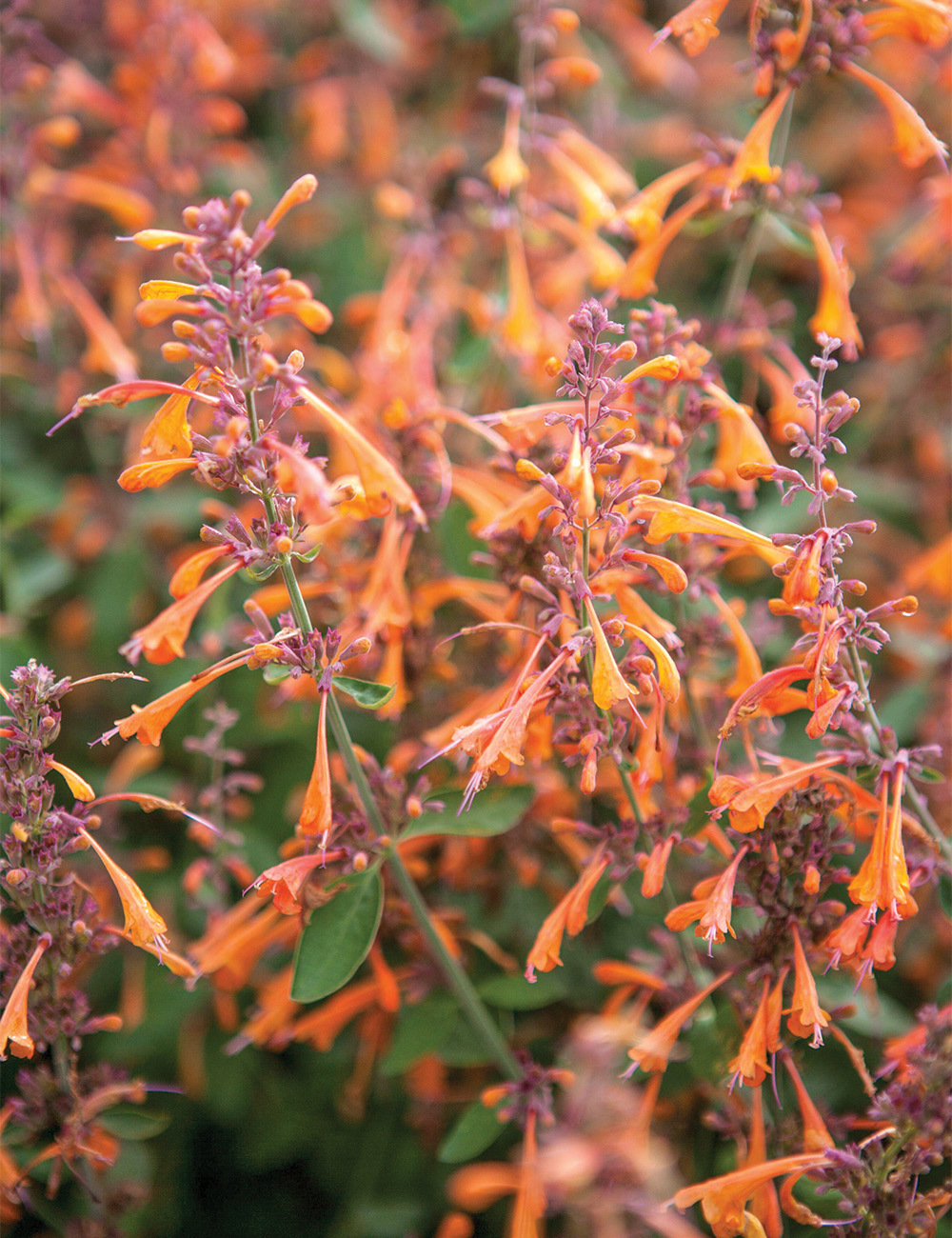 Agastache Orange Hummingbird Mint